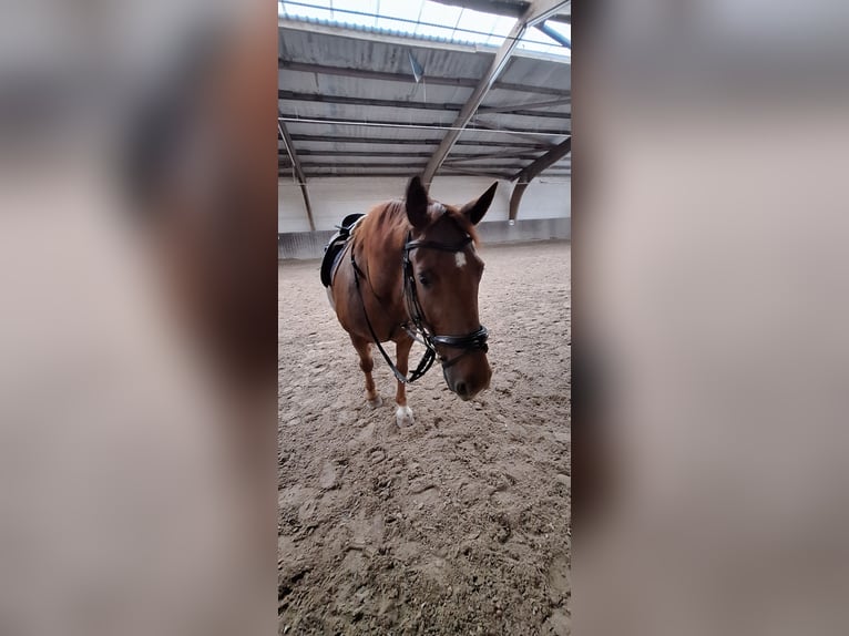 Polski koń zimnokrwisty Wałach 13 lat 160 cm Gniada in Seligenstadt