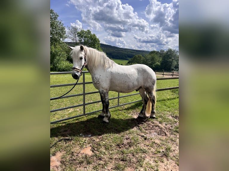 Polski koń zimnokrwisty Wałach 13 lat 160 cm Siwa jabłkowita in Ebersburg