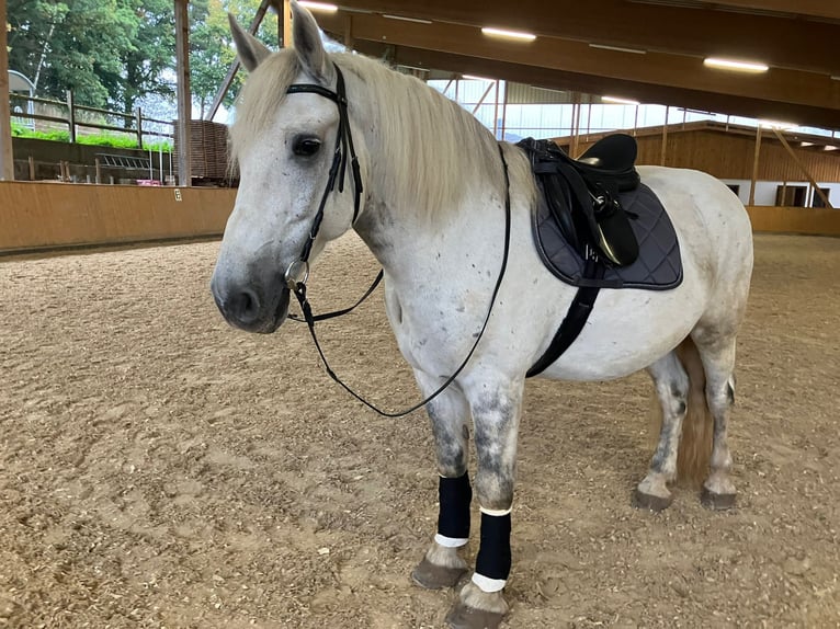 Polski koń zimnokrwisty Wałach 13 lat 160 cm Siwa jabłkowita in Ebersburg