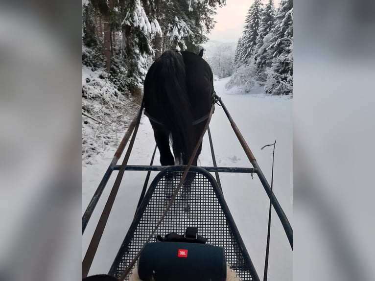 Polski koń zimnokrwisty Wałach 17 lat 162 cm Kara in Schönau