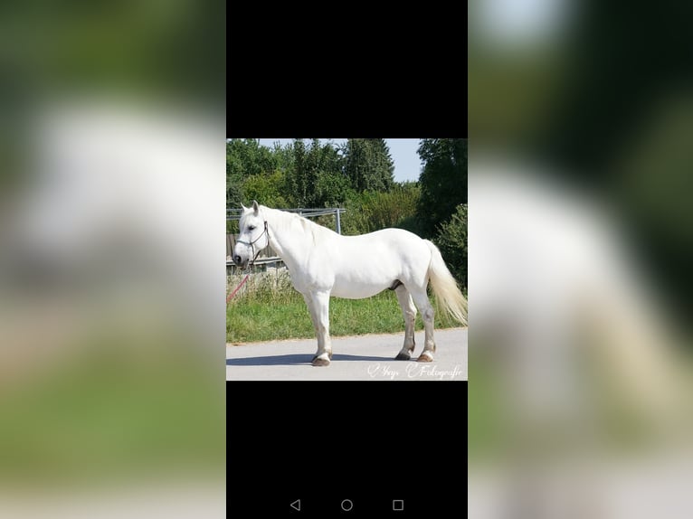 Polski koń zimnokrwisty Wałach 22 lat 170 cm Siwa in Schramberg