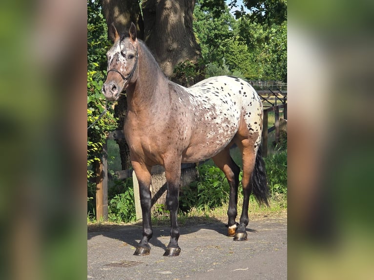 Polski koń zimnokrwisty Wałach 2 lat 161 cm Tarantowata in Weert