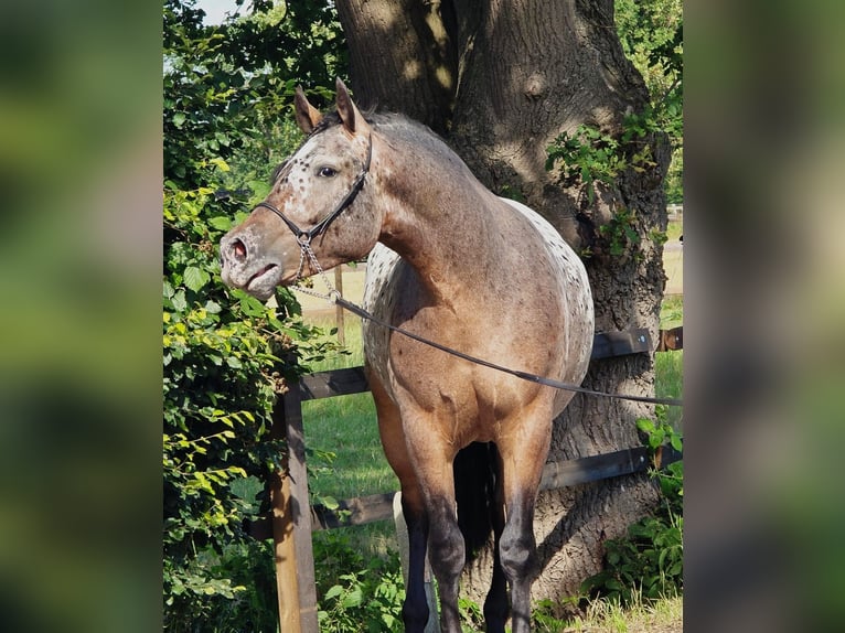 Polski koń zimnokrwisty Wałach 2 lat 161 cm Tarantowata in Weert