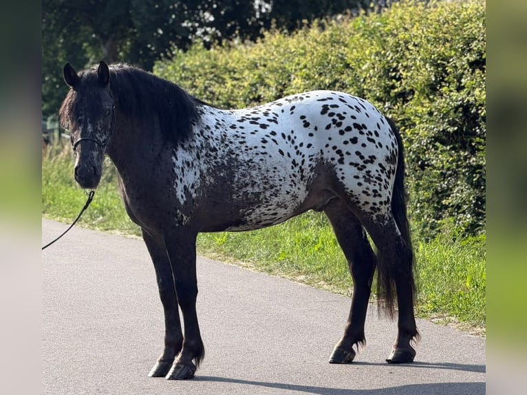 Polski koń zimnokrwisty Wałach 2 lat 162 cm Tarantowata in Weert