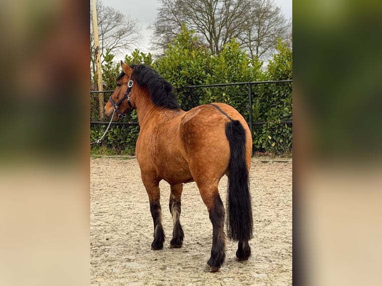 Polski koń zimnokrwisty Wałach 3 lat 146 cm Jasnogniada in Someren