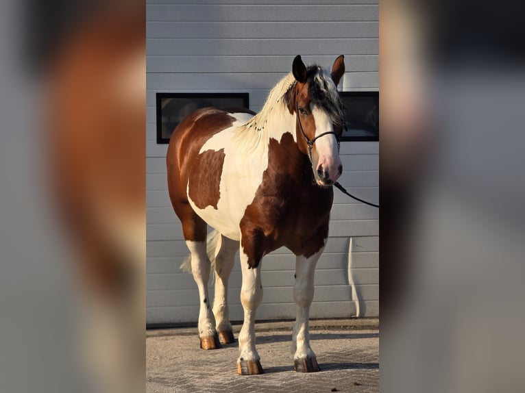 Polski koń zimnokrwisty Wałach 3 lat 154 cm Srokata in Weert