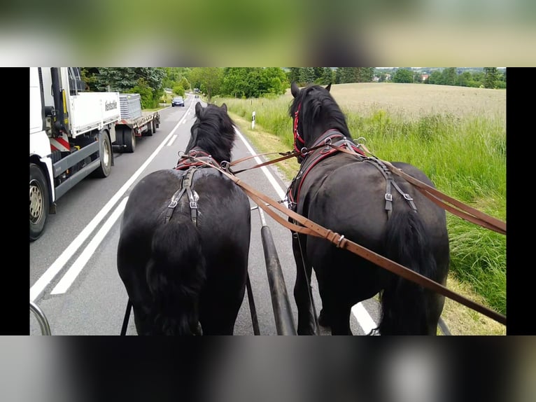 Polski koń zimnokrwisty Wałach 3 lat 159 cm Kara in Kamenz