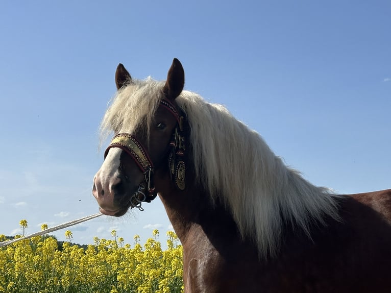 Polski koń zimnokrwisty Wałach 3 lat 171 cm Ciemnokasztanowata in Riedlingen