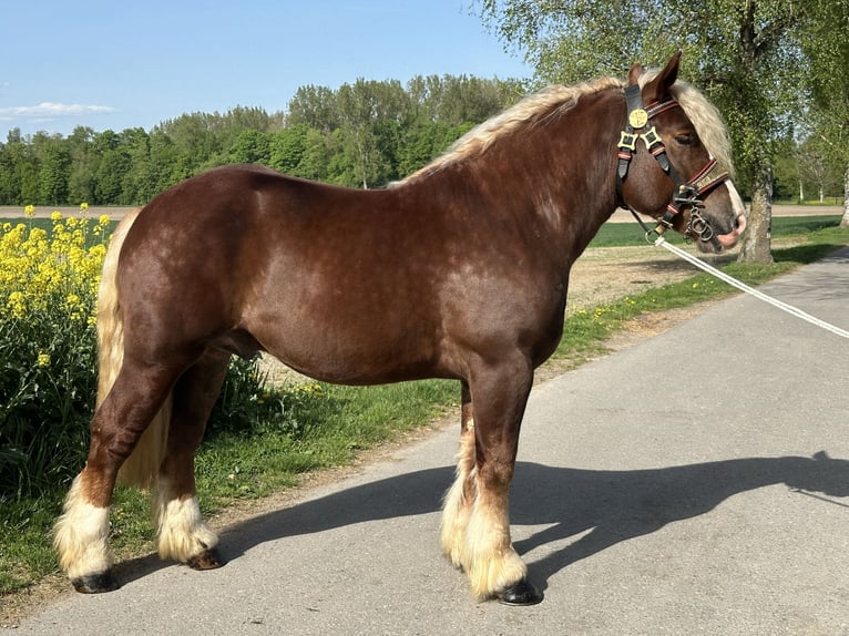 Polski koń zimnokrwisty Wałach 3 lat 171 cm Ciemnokasztanowata in Riedlingen