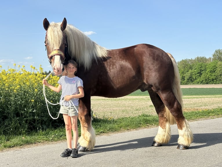 Polski koń zimnokrwisty Wałach 3 lat 171 cm Ciemnokasztanowata in Riedlingen