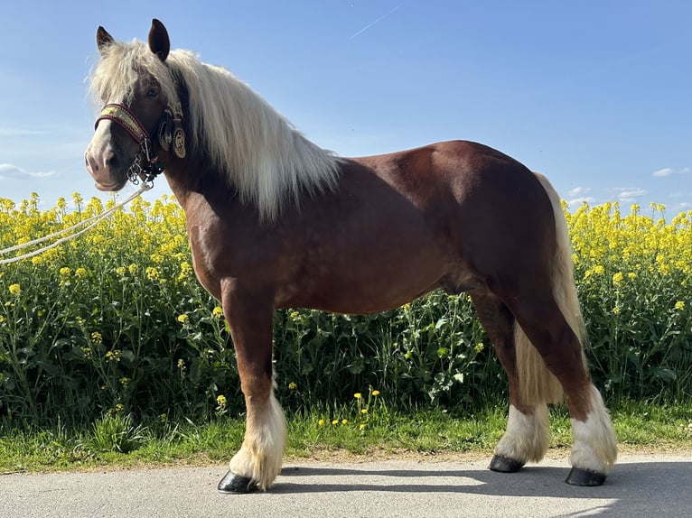 Polski koń zimnokrwisty Wałach 3 lat 171 cm Ciemnokasztanowata in Riedlingen