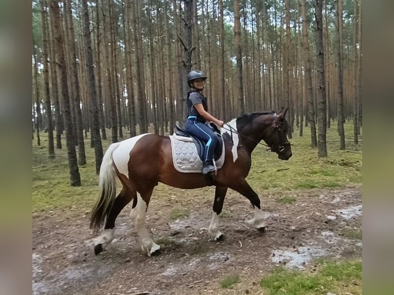 Polski koń zimnokrwisty Mix Wałach 4 lat 156 cm Srokata in Forst
