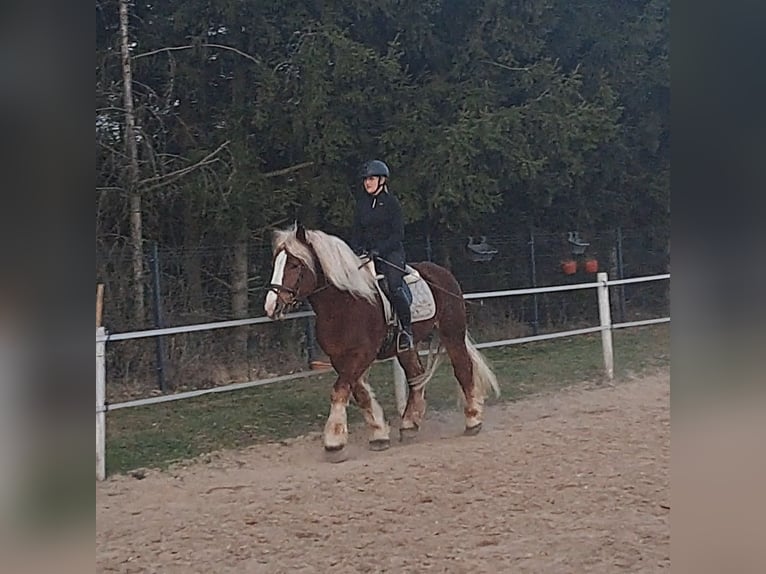 Polski koń zimnokrwisty Wałach 4 lat 160 cm Ciemnokasztanowata in Forst