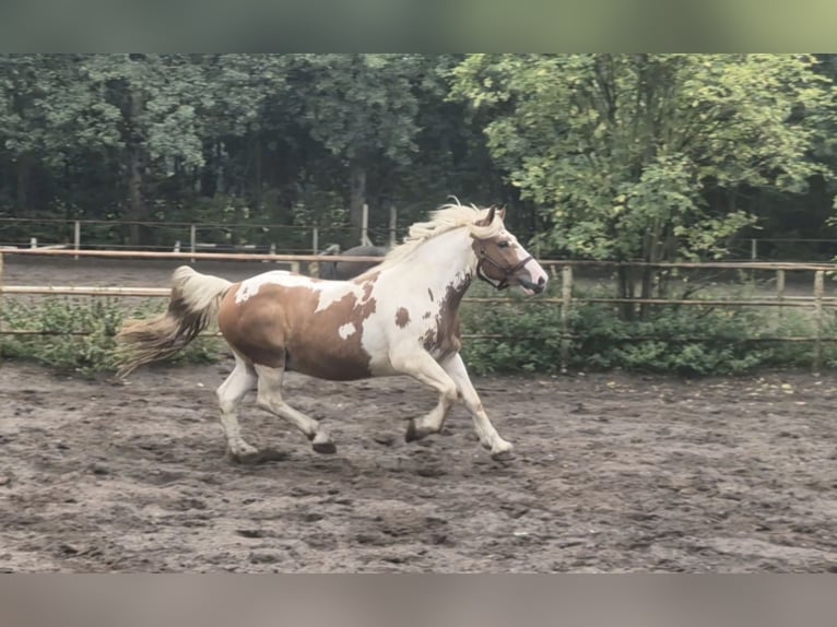 Polski koń zimnokrwisty Mix Wałach 4 lat 163 cm Srokata in Hannover