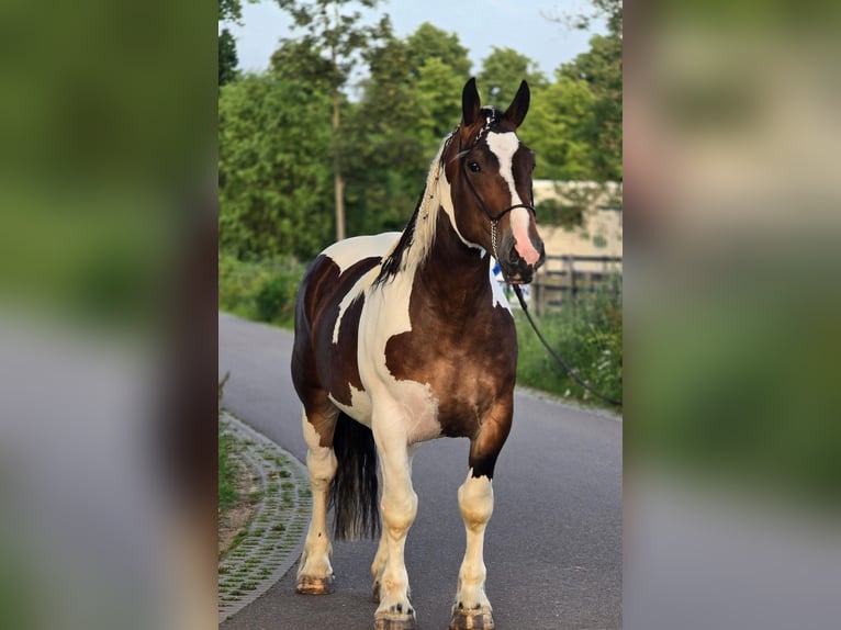 Polski koń zimnokrwisty Wałach 4 lat 164 cm Srokata in Weert