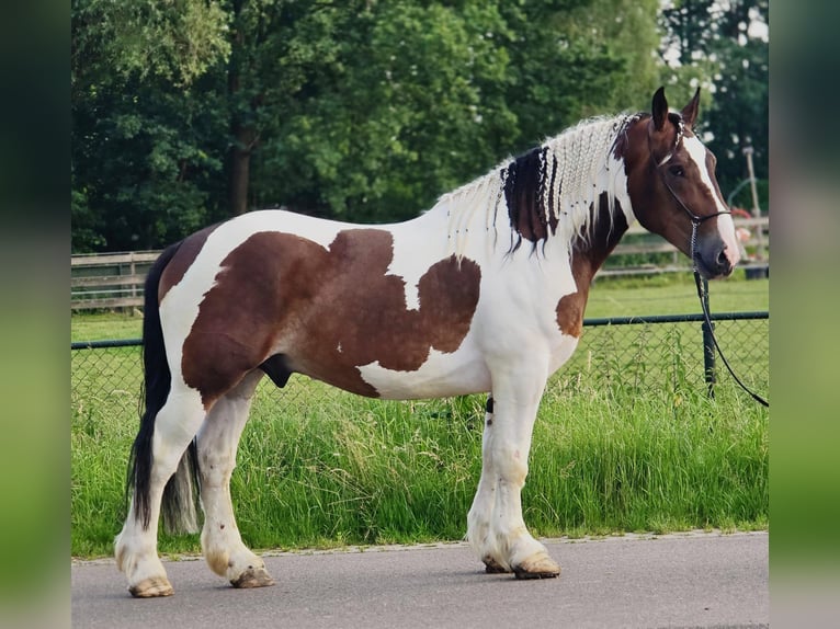 Polski koń zimnokrwisty Wałach 4 lat 164 cm Srokata in Weert