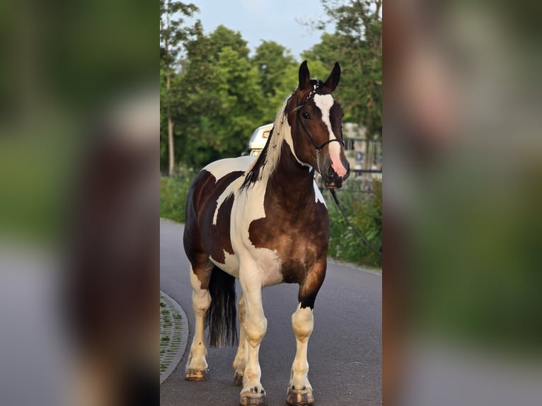 Polski koń zimnokrwisty Wałach 4 lat 164 cm Srokata in Weert