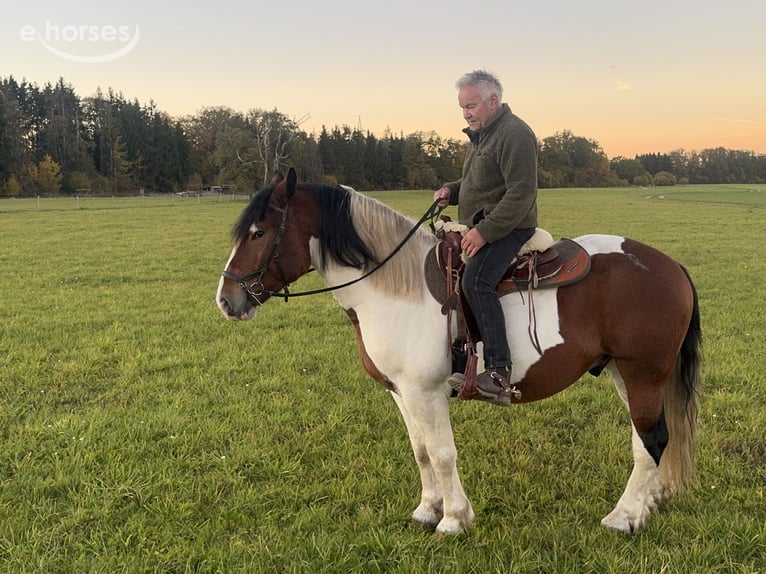 Polski koń zimnokrwisty Wałach 4 lat 165 cm Srokata in Fuchstal