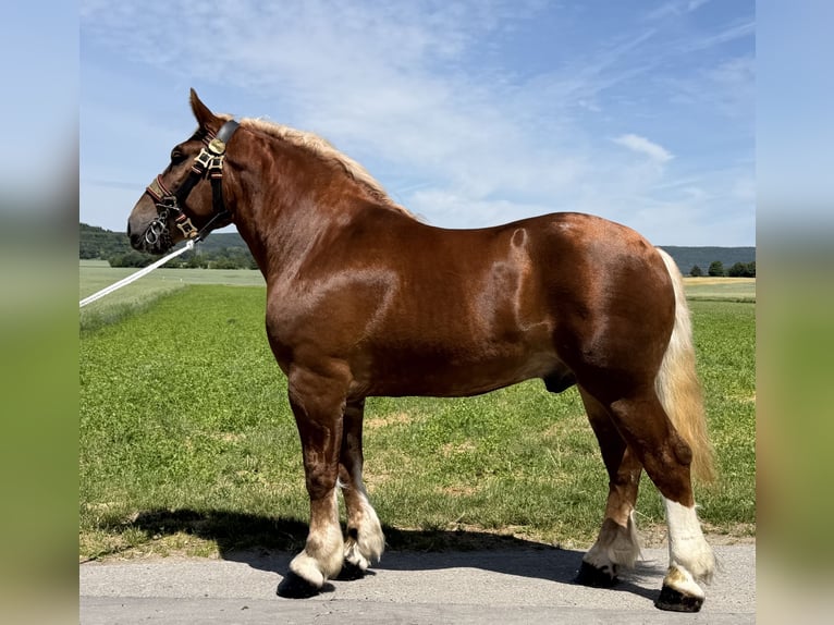 Polski koń zimnokrwisty Wałach 4 lat 166 cm Ciemnokasztanowata in Riedlingen
