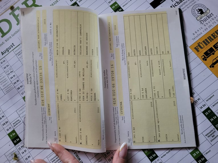 Polski koń zimnokrwisty Wałach 5 lat 155 cm Kara in Eberhardzell