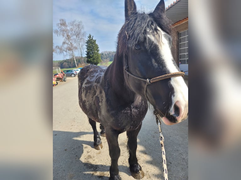 Polski koń zimnokrwisty Wałach 5 lat 155 cm Kara in Eberhardzell