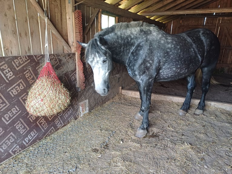 Polski koń zimnokrwisty Wałach 5 lat 162 cm Stalowosiwy in Gutenzell-H&#xFC;rbel