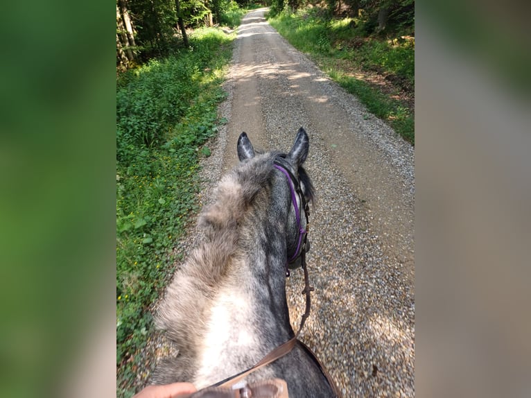 Polski koń zimnokrwisty Wałach 5 lat 162 cm Stalowosiwy in Gutenzell-H&#xFC;rbel