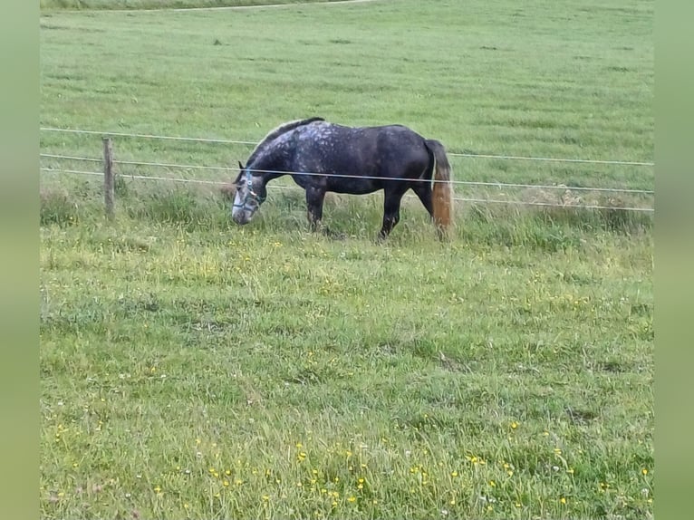 Polski koń zimnokrwisty Wałach 5 lat 162 cm Stalowosiwy in Gutenzell-H&#xFC;rbel