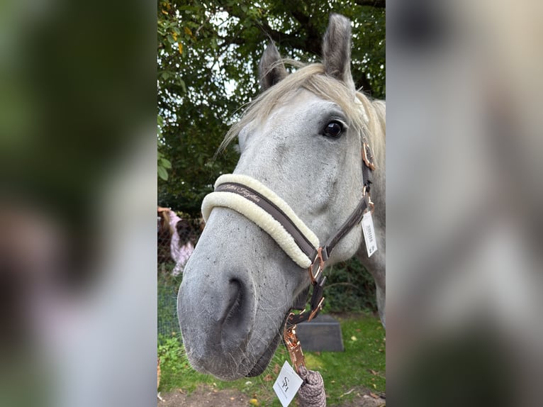Polski koń zimnokrwisty Wałach 6 lat 170 cm Siwa jabłkowita in Egestorf