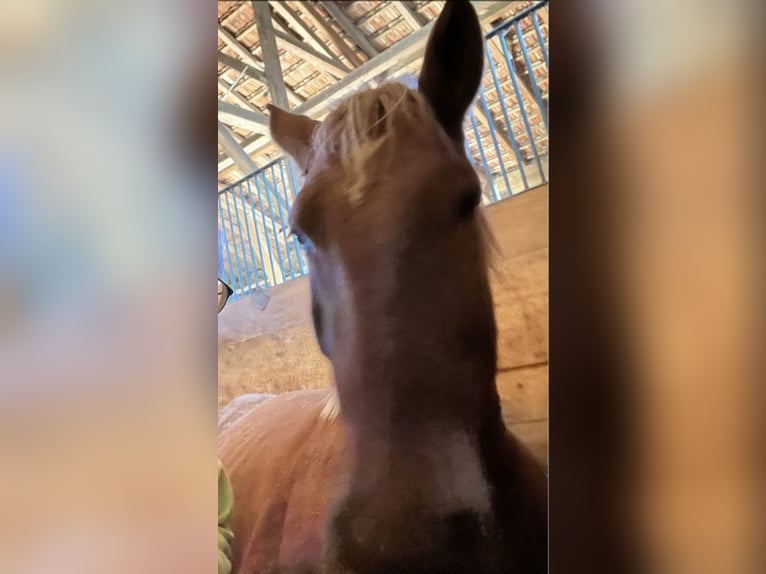 Polski koń zimnokrwisty Mix Wałach 7 lat 155 cm Kasztanowata in Hohenpeißenberg Polski koń zimnokrwisty Mix Wałach 7 lat 155 cm Kasztanowata in Hohenpeißenberg