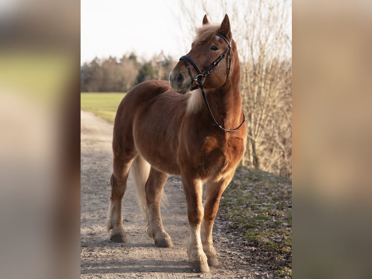 Polski koń zimnokrwisty Mix Wałach 7 lat 155 cm Kasztanowata in Ascha