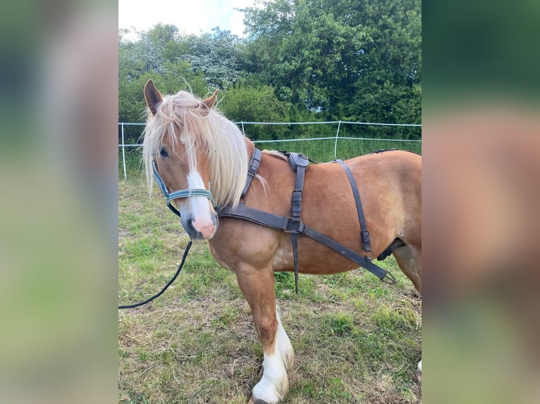 Polski koń zimnokrwisty Wałach 7 lat 155 cm Kasztanowata in Brakel