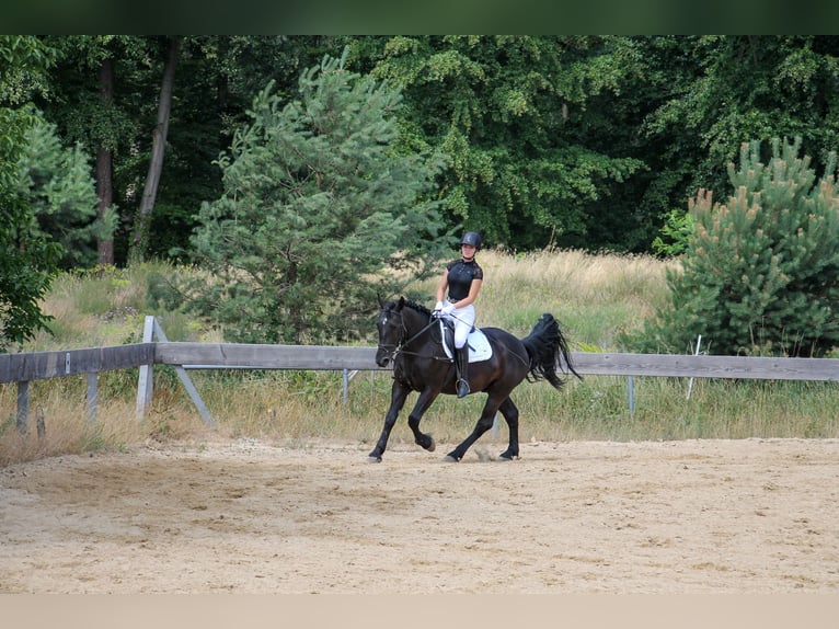 Polski koń zimnokrwisty Wałach 7 lat 160 cm Kara in Seeheim-Jugenheim