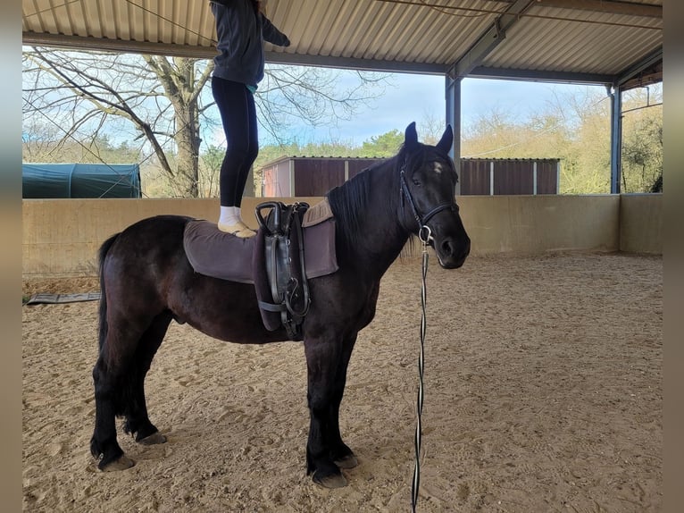 Polski koń zimnokrwisty Wałach 7 lat 160 cm Kara in Seeheim-Jugenheim