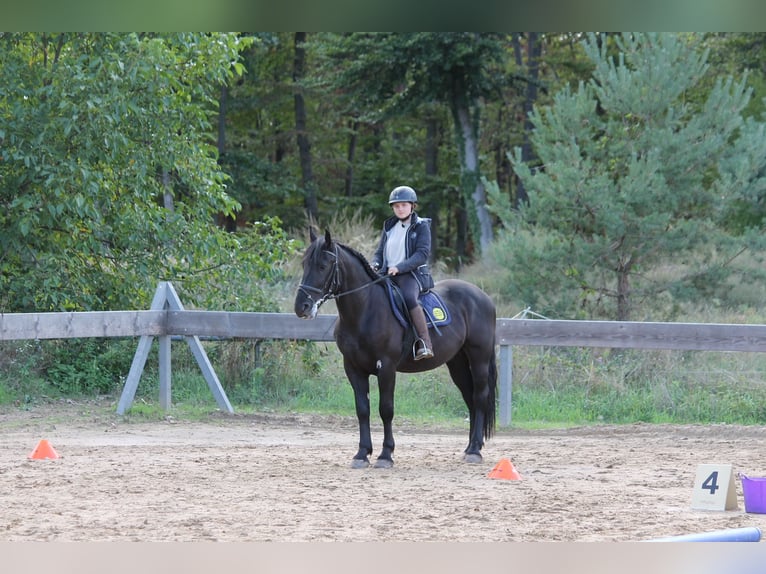 Polski koń zimnokrwisty Wałach 7 lat 160 cm Kara in Seeheim-Jugenheim