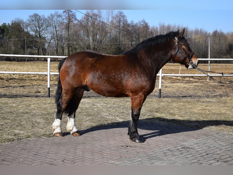 Polski koń zimnokrwisty Wałach 7 lat 166 cm Gniada in Chelmno
