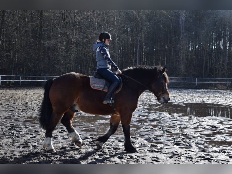 Polski koń zimnokrwisty Wałach 7 lat 166 cm Gniada in Chełmno