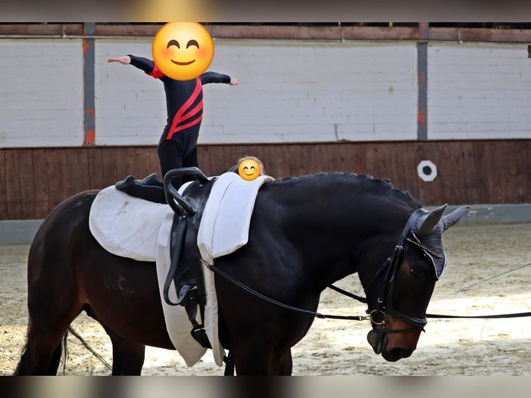 Polski koń zimnokrwisty Wałach 8 lat 160 cm Skarogniada in Berge