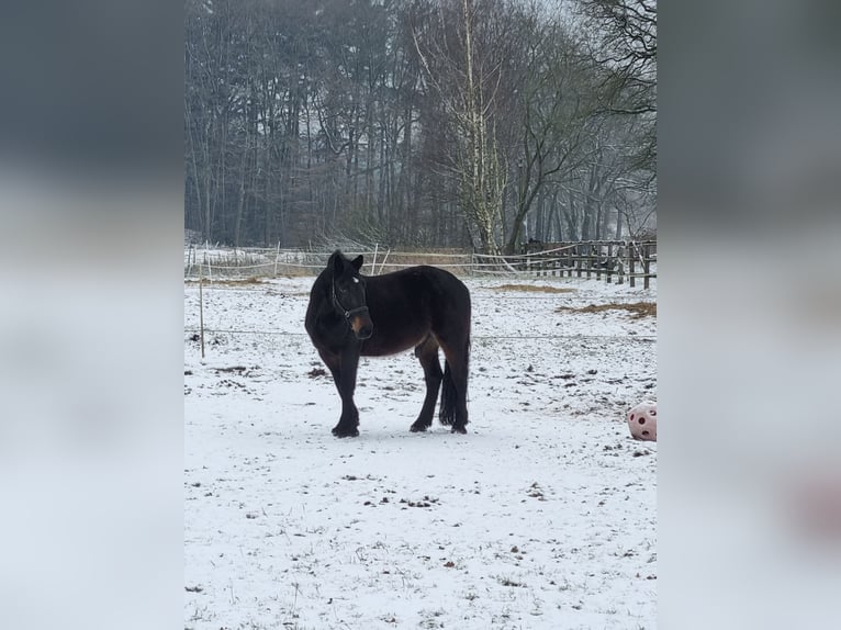 Polski koń zimnokrwisty Wałach 8 lat 160 cm Skarogniada in Berge