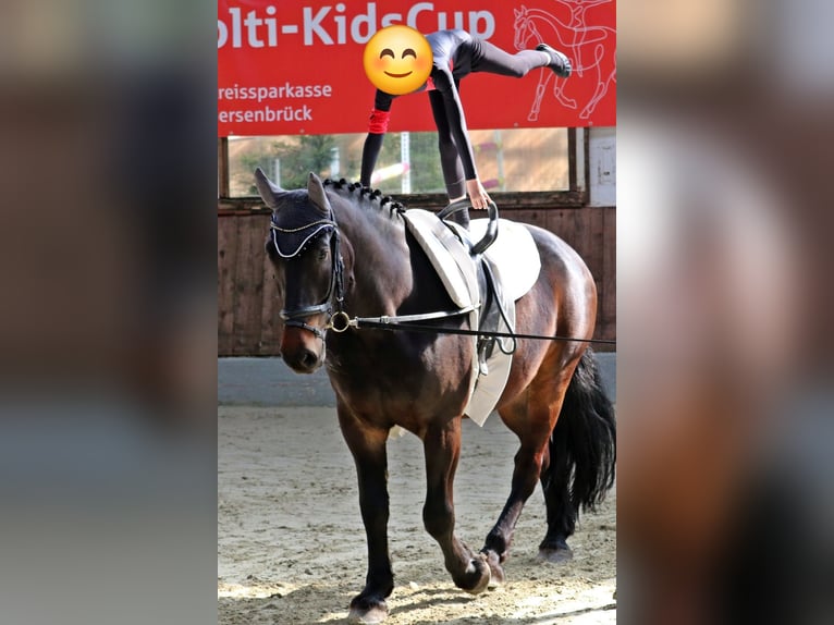 Polski koń zimnokrwisty Wałach 8 lat 160 cm Skarogniada in Berge