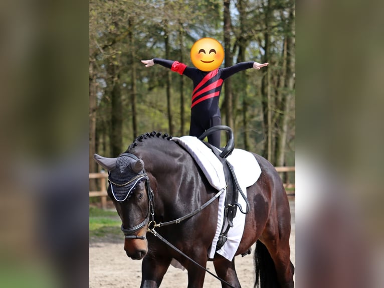 Polski koń zimnokrwisty Wałach 8 lat 160 cm Skarogniada in Berge