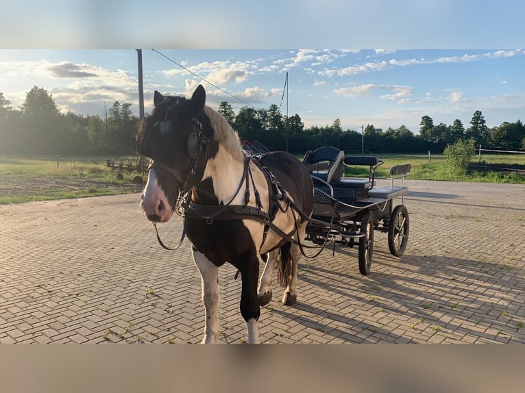 Polski koń zimnokrwisty Wałach 9 lat 162 cm Srokata in Pfungstadt