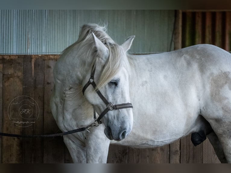 Polski koń zimnokrwisty Wałach 9 lat 165 cm Siwa in Wangerland Hohenkirchen