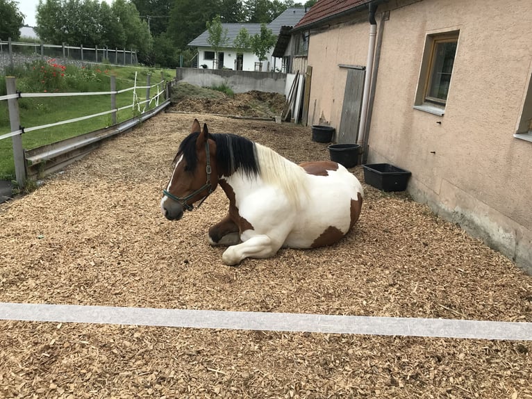 Polski koń zimnokrwisty Wałach 11 lat 160 cm Srokata in Obernzenn