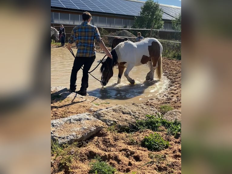 Polski koń zimnokrwisty Wałach 11 lat 160 cm Srokata in Obernzenn