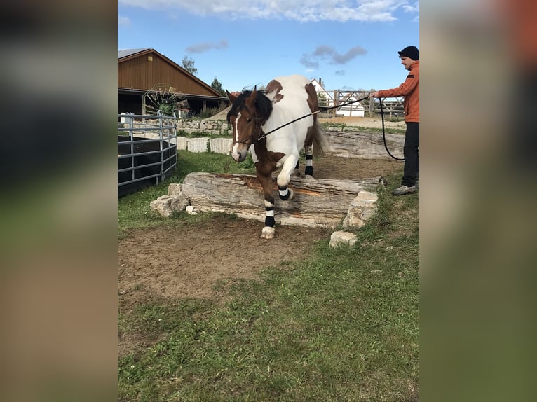 Polski koń zimnokrwisty Wałach 11 lat 160 cm Srokata in Obernzenn