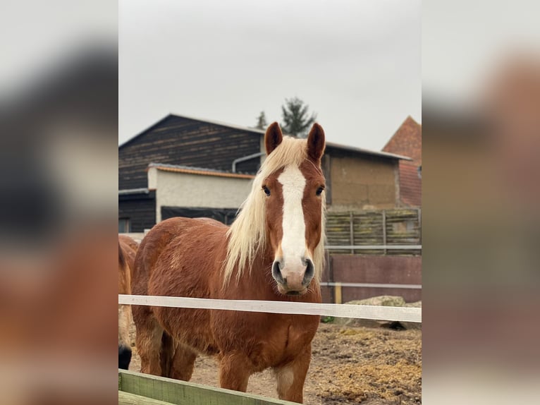 Polski koń zimnokrwisty Wałach 11 lat 165 cm Kasztanowata in Trebbichau an der fuhne