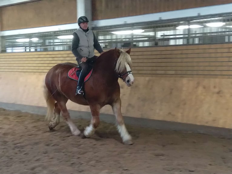 Polski koń zimnokrwisty Wałach 13 lat 165 cm Kasztanowata in Kamenz