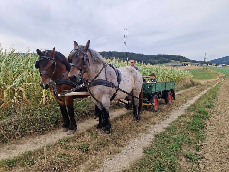 Polski koń zimnokrwisty Wałach 14 lat 169 cm in Putzleinsdorf