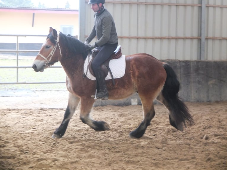 Polski koń zimnokrwisty Wałach 4 lat 154 cm Jasnogniada in Ellersleben